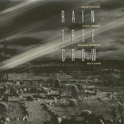 Rain Tree Crow