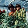 The Seeds