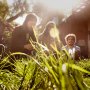 Vetiver